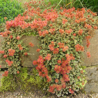 Ацена дрібнолиста 'Kupferteppich' (Acaena microphylla 'Kupferteppich')