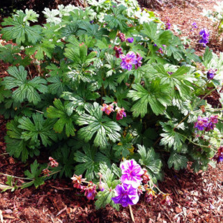 Герань гималайская 'Plenum' (Geranium himalayense 'Plenum')