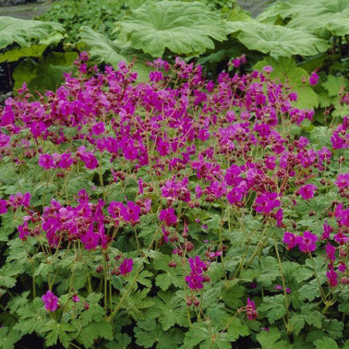 Герань 'Bevan's variety' (Geranium macr. 'Bevan's Variety')