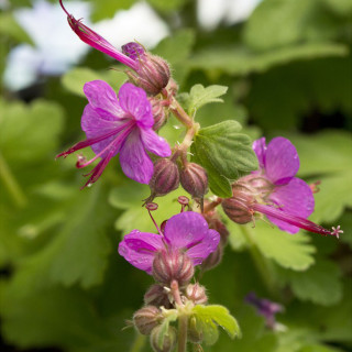 Герань 'Bevan's variety' (Geranium macr. 'Bevan's Variety')