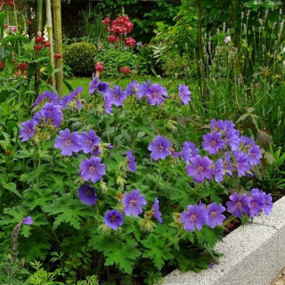 Герань великолепная 'Rosemoor' (Geranium magnificum 'Rosemore')
