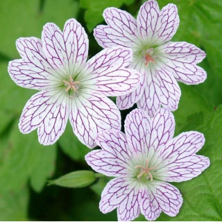 Герань изменчивая (Geranium versicolor)