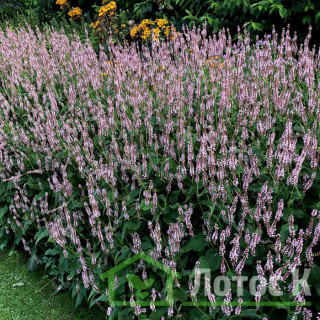 Горец стеблеобъемлющий 'Rosea' (Persicaria amplex. 'Rosea')