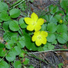 Вербейник монетчатый (Lysimachia nummularia)