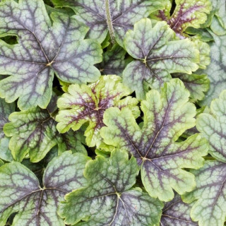 Гейхерелла 'Tapestry' (Heucherella 'Tapestry')