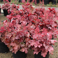 Гейхера 'Cherry Cola' (Heuchera 'Cherry Cola')