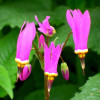 Додекатеон 'Aphrodite' (Dodecatheon 'Aphrodite')