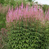 Вероникаструм виргинский 'Adoration' (Veronicastrum vir. 'Adoration')