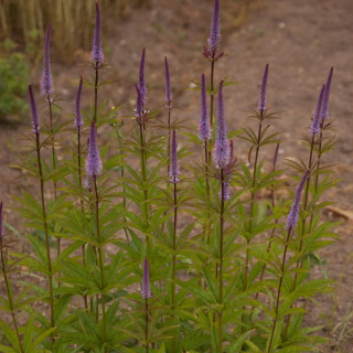 Вероникаструм виргинский 'Cupid' (Veronicastrum vir. 'Cupid')