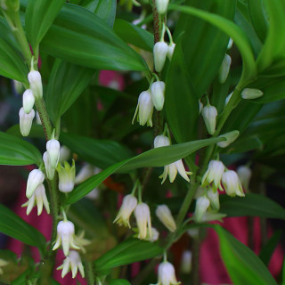 Диспоропсис Перна (Disporopsis pernyi)