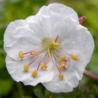 Герань кембриджская 'St. Ola' (Geranium cant. 'St Ola')