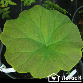 Астільбоідес пластинчатий (Astilboides tabularis)