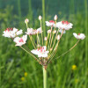 Сусак зонтичний (Butomus umbellatus)
