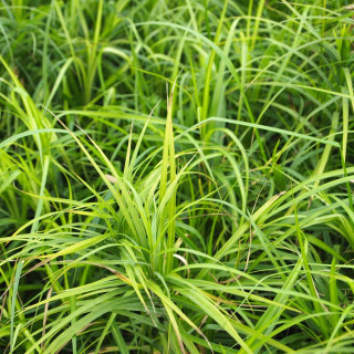 Осока пальмолиста 'Aureovariegata' (Carex muskingumensis 'Aureovariegata')
