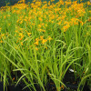 Крокосмия 'Buttercup' (Crocosmia 'Buttercup')