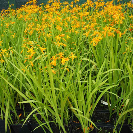 Крокосмия 'Buttercup' (Crocosmia 'Buttercup')
