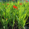 Крокосмія 'Lucifer' (Crocosmia 'Lucifer')