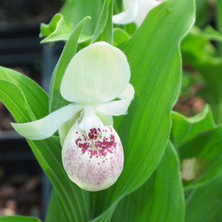 Циприпедіум 'Ulla Silkens' (Cypripedium 'Ulla Silkens')