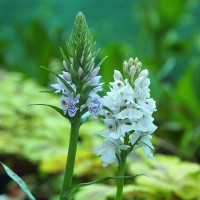 Пальчатокорінник (зозульки) Фукса (Dactylorhiza fuchsii)