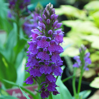  Пальчатокоренник майский (Dactylorhiza majalis)