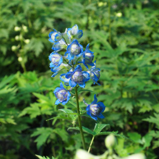 Дельфініум 'Blueberry Pie' (Delphinium 'Blueberry Pie')