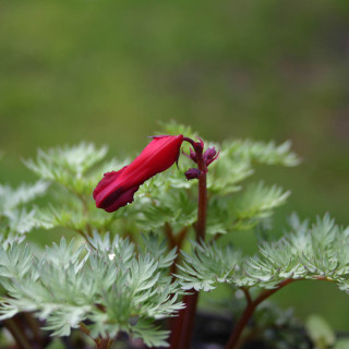 Діцентра 'Burning Hearts' (Dicentra 'Burning Hearts')