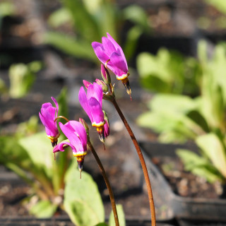 Додекатеон 'Aphrodite' (Dodecatheon 'Aphrodite')