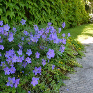 Герань 'Johnson's Blue' (Geranium 'Johnson's Blue')