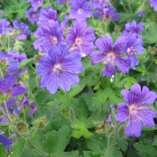 Герань 'Johnson's Blue' (Geranium 'Johnson's Blue')