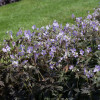 Герань пятнистая 'Espresso' (Geranium maculatum 'Espresso')
