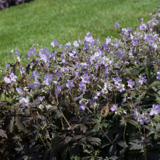 Герань пятнистая 'Espresso' (Geranium maculatum 'Espresso')