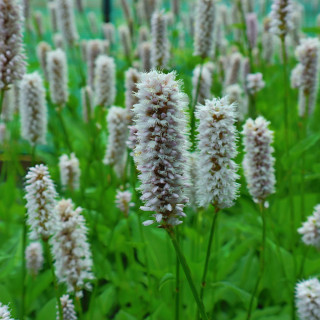 Горец змеиный 'Superba' (Persicaria bistorta 'Superba')