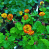 Гравилат 'Alabama Slammer' (Geum 'Alabama Slammer')