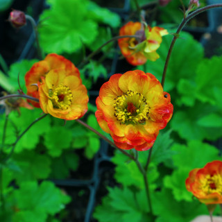 Гравілат 'Alabama Slammer' (Geum 'Alabama Slammer')