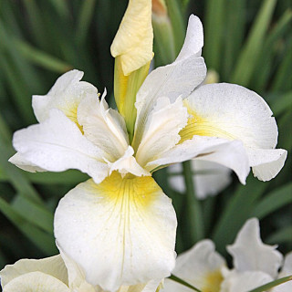 Ирис сибирский 'Show Queen' (Iris sib. 'Snow Queen')