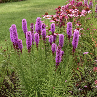 Лиатрис колосистая 'Kobold' (Liatris spicata 'Kobold')