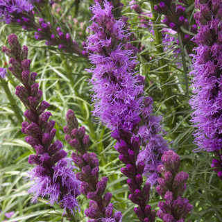 Лиатрис колосистая 'Kobold' (Liatris spicata 'Kobold')