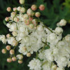 Лабазник обыкновенный 'Plena' (Filipendula vulgaris 'Plena')