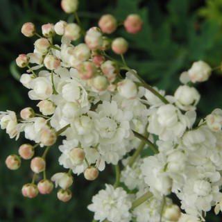 Лабазник обыкновенный 'Plena' (Filipendula vulgaris 'Plena')