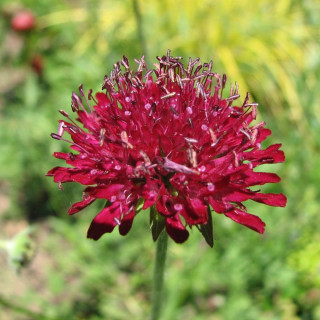Короставник македонский (Knautia macedonica)