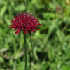 Короставник македонский (Knautia macedonica)
