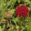 Короставник македонский (Knautia macedonica)