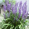 Лириопа мускари (Liriope muscari)