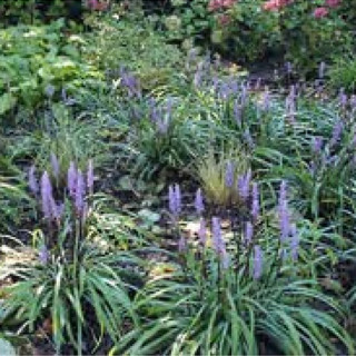Ліріопа мускарі (Liriope muscari)