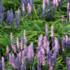 Лириопа мускари (Liriope muscari)
