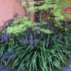 Лириопа мускари (Liriope muscari)