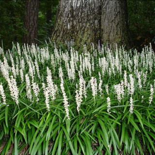 Ліріопе 'Monroe White' (Liriope muscari 'Monroe White')