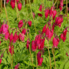 Дицентра 'Bacchanal' (Dicentra formosa 'Bacchanal')