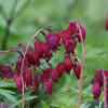 Дицентра 'Bacchanal' (Dicentra formosa 'Bacchanal')
