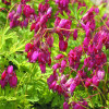 Дицентра 'Bacchanal' (Dicentra formosa 'Bacchanal')